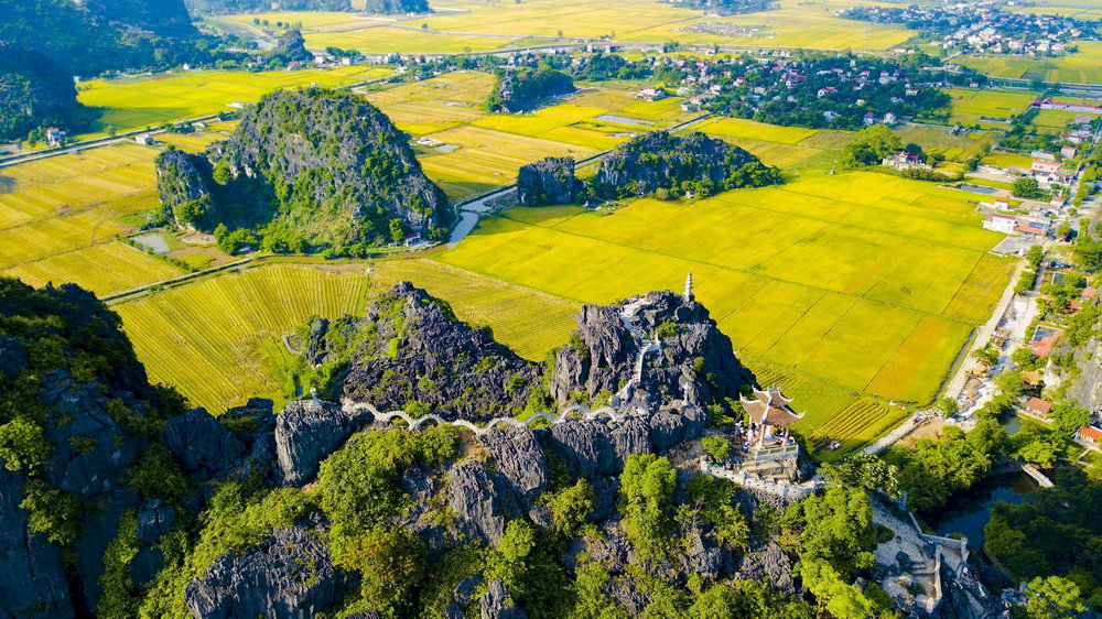 You will be amazed by the golden beauty of ripe rice fields stretching endlessly beneath your feet from the peak of Mua Caves